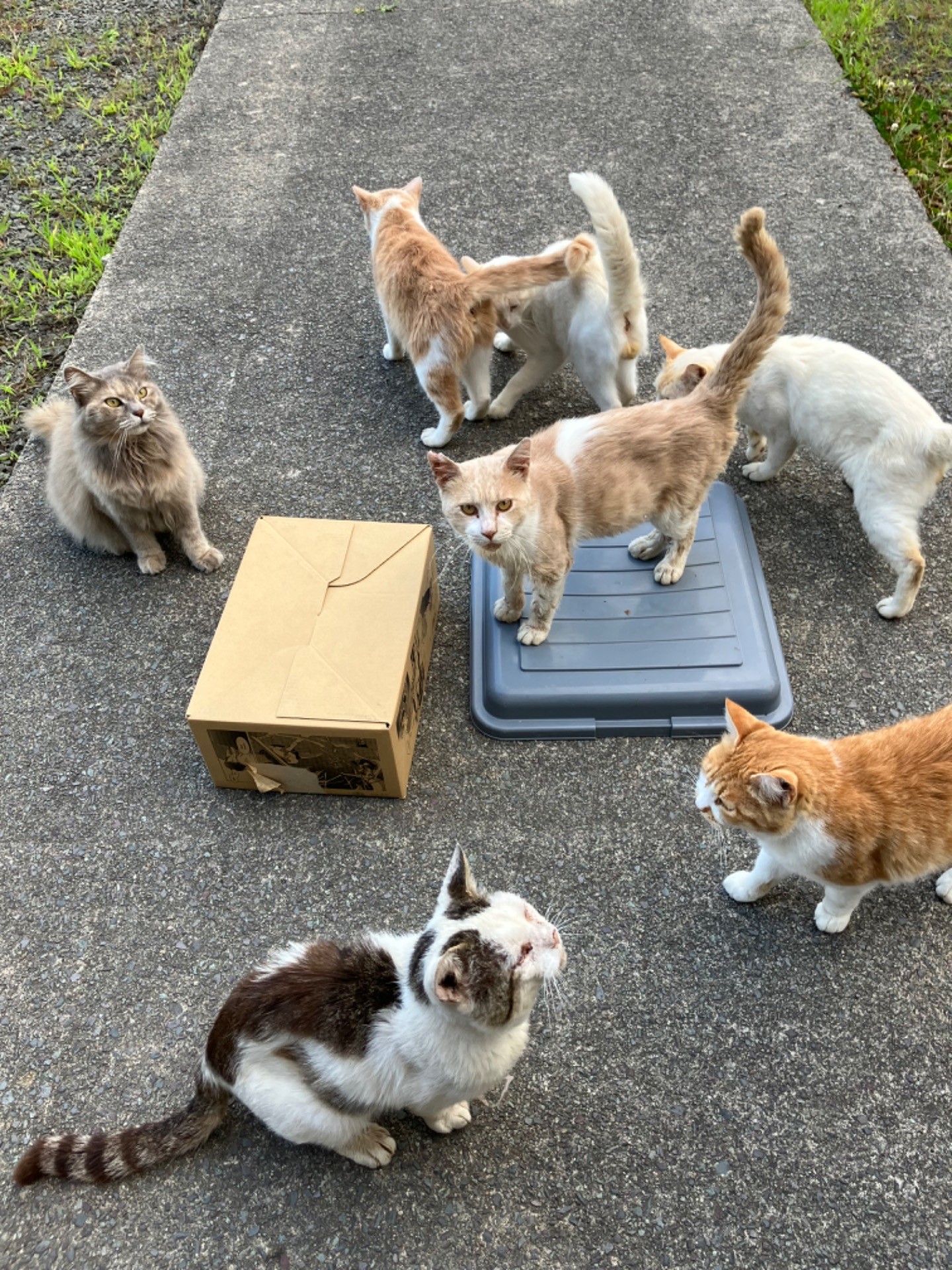 我が家の猫セブン