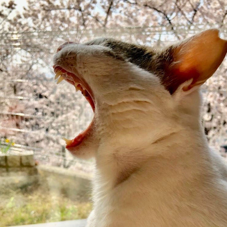 さくら　さくら