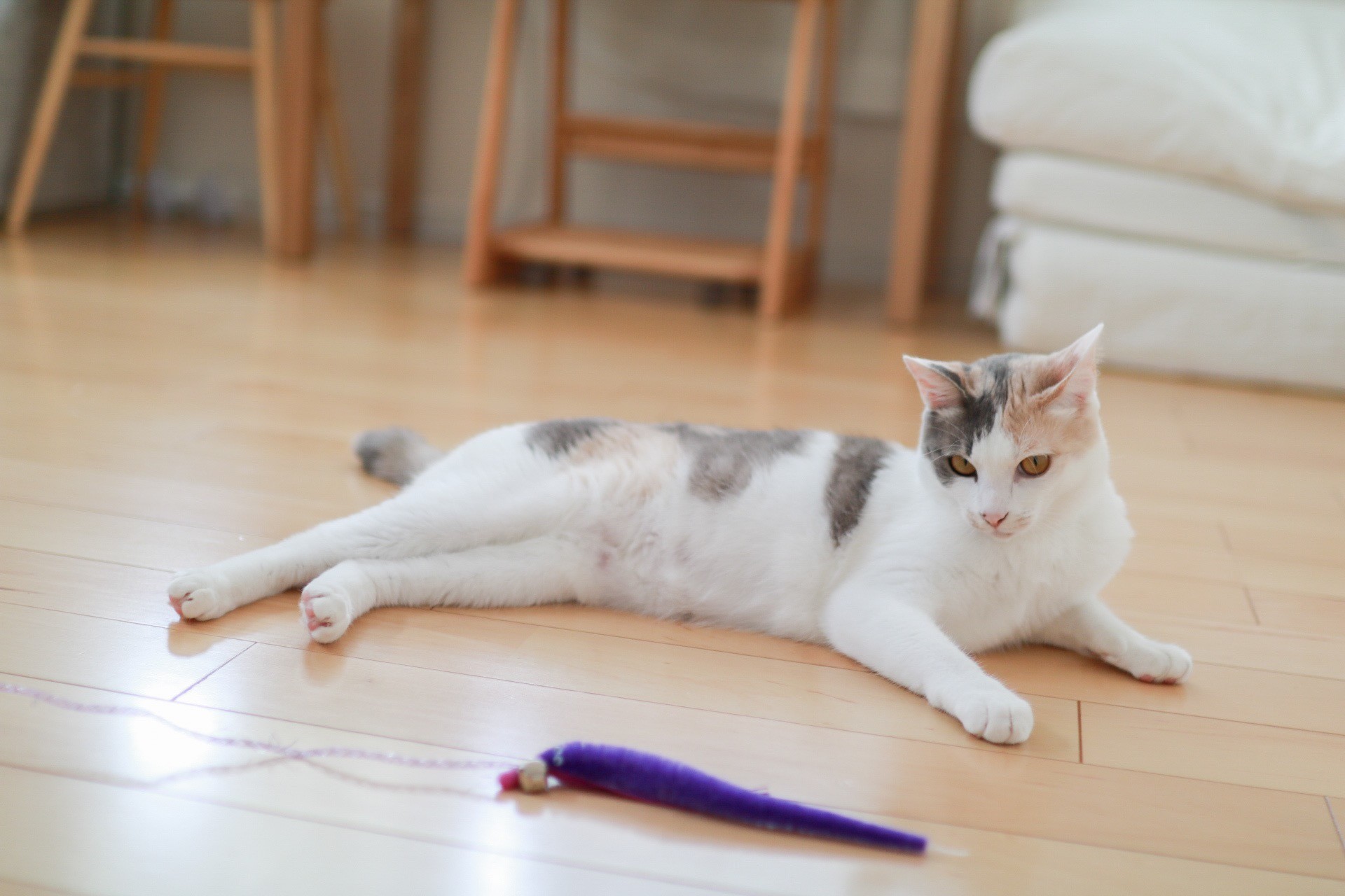ねっころねこちゃん