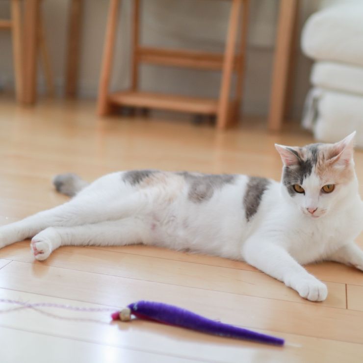 ねっころねこちゃん