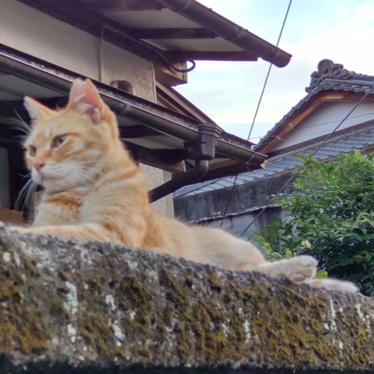 夕涼み