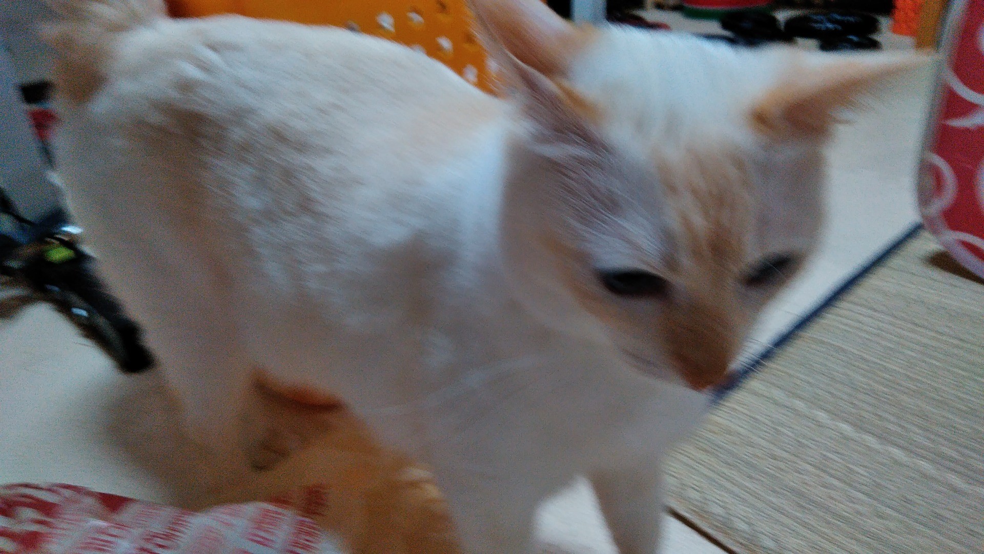 ゴーーール！！！
