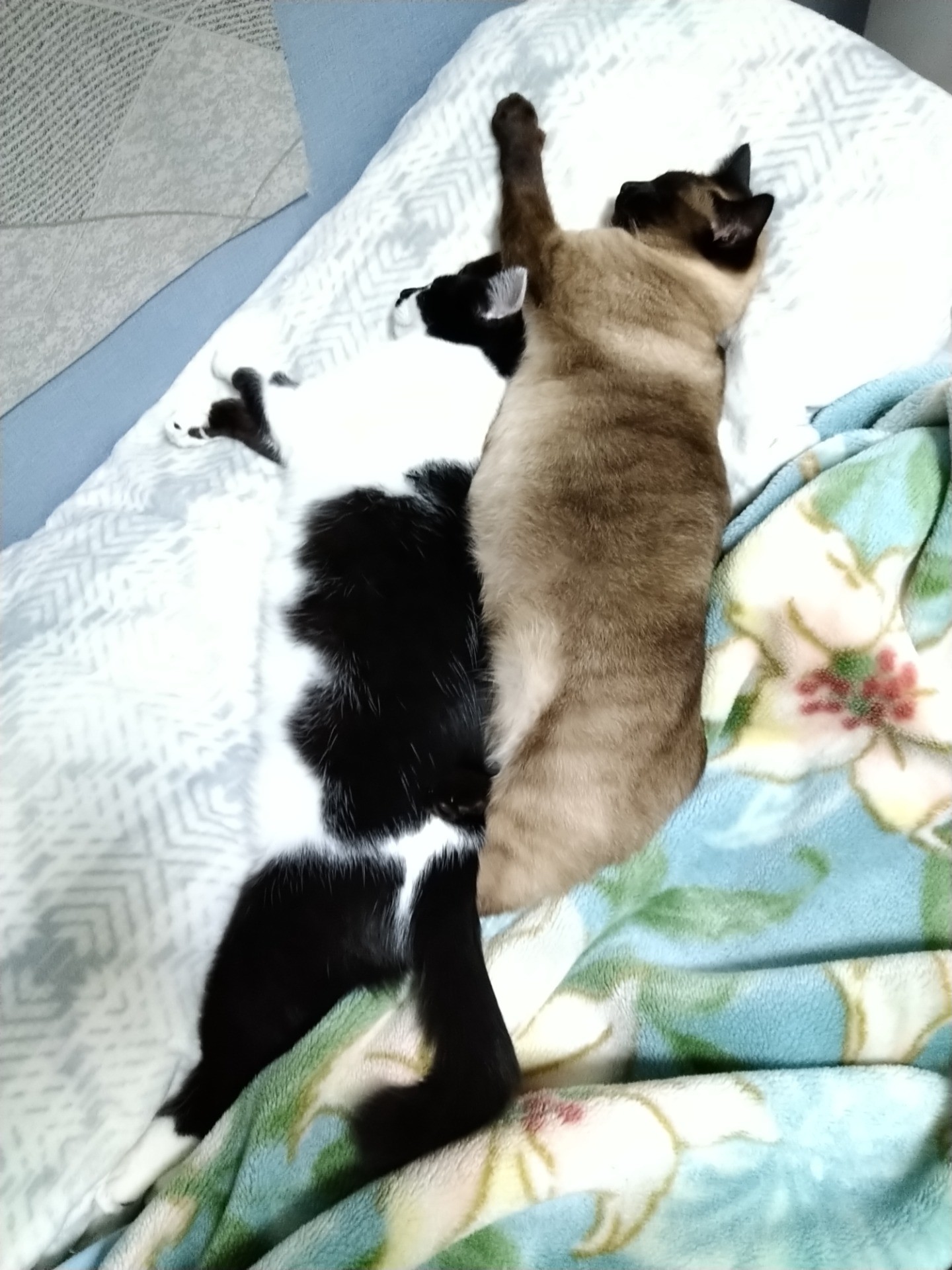 2匹でポカポカ