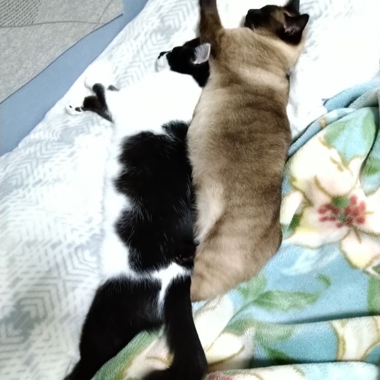 2匹でポカポカ