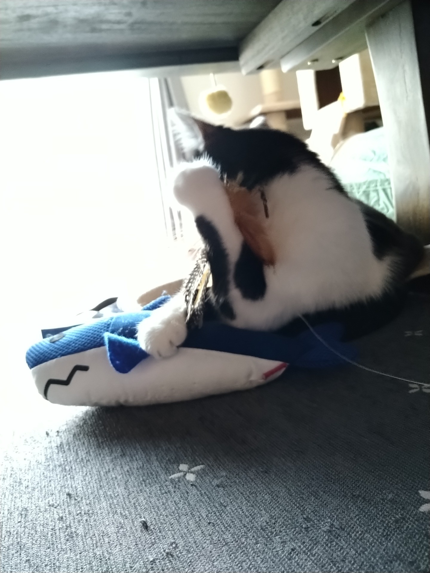 もしも〜し！！サメ捕まえたっ！！