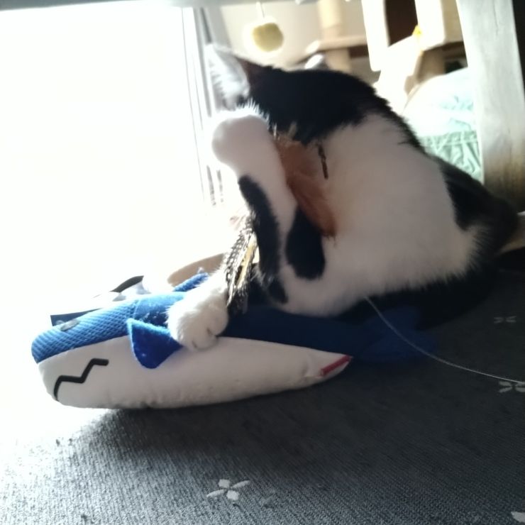 もしも〜し！！サメ捕まえたっ！！
