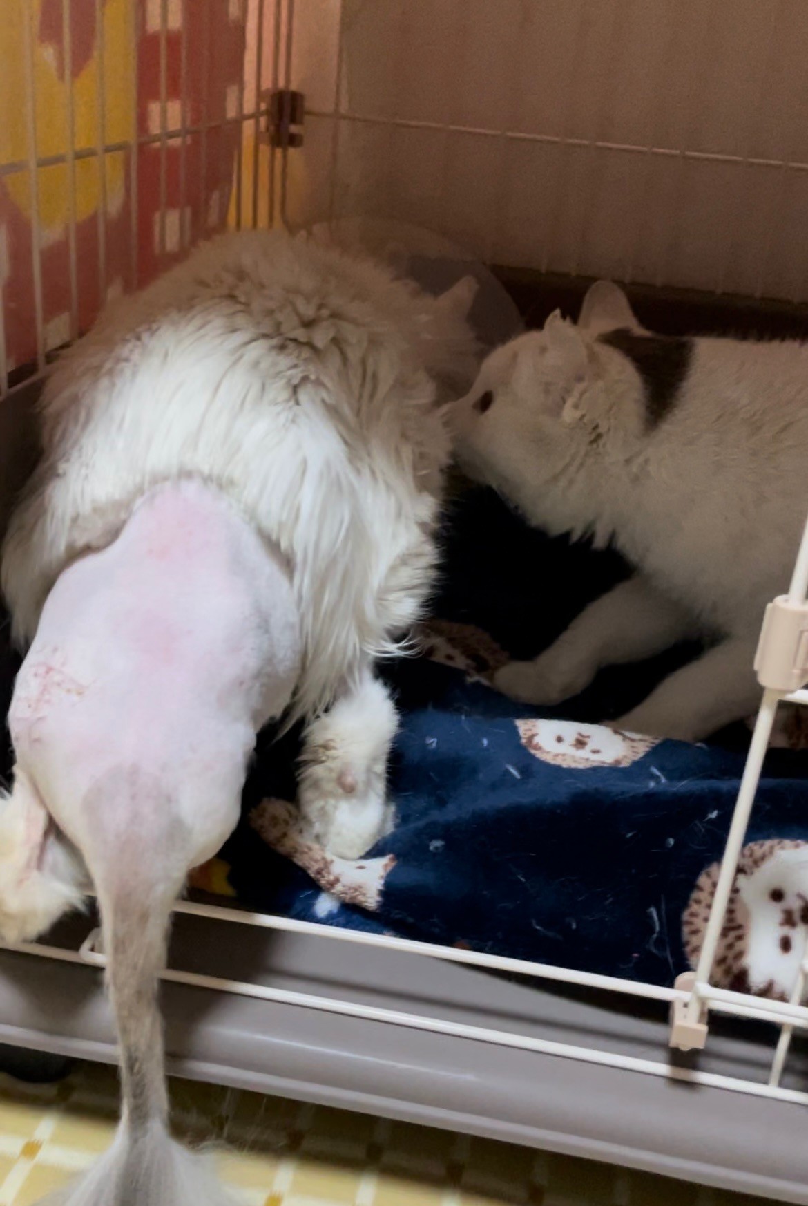 お兄ちゃん、助かってよかったよ