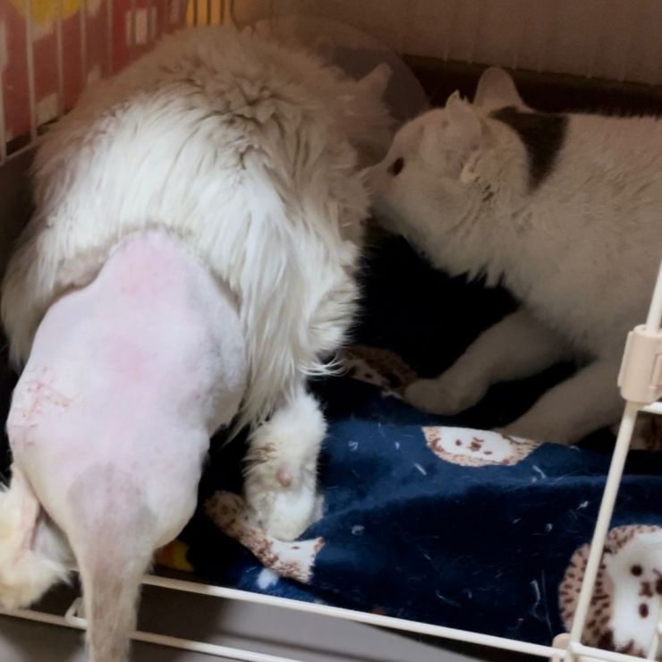 お兄ちゃん、助かってよかったよ