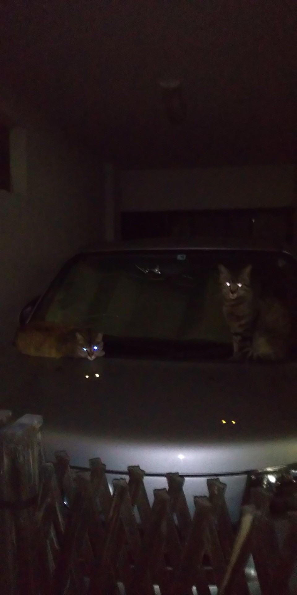 さくらねこ
