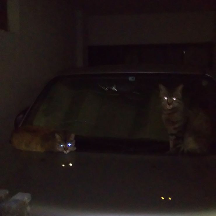 さくらねこ