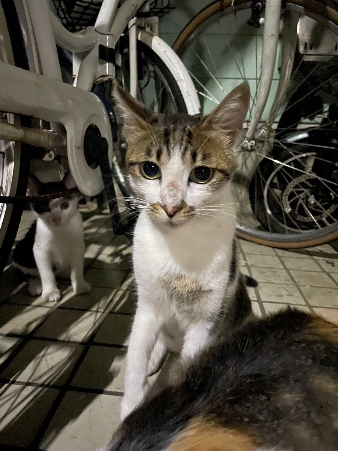 夜猫