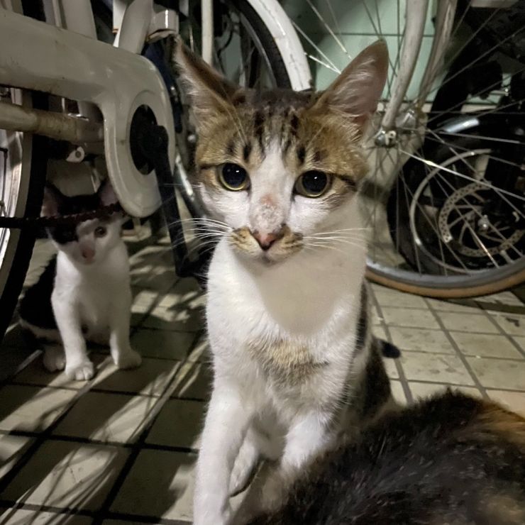 夜猫