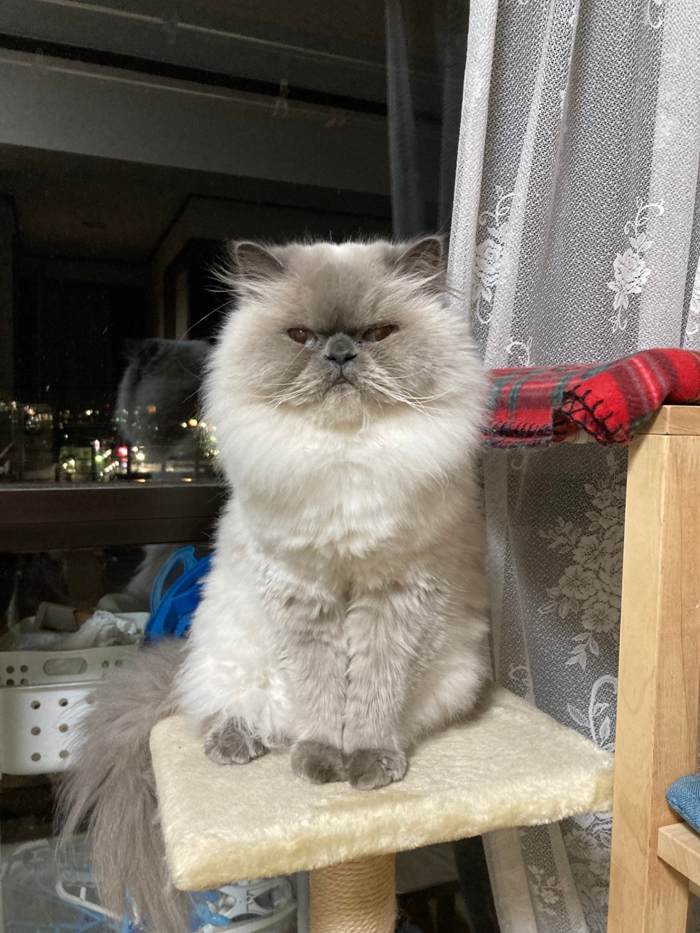 トリミング