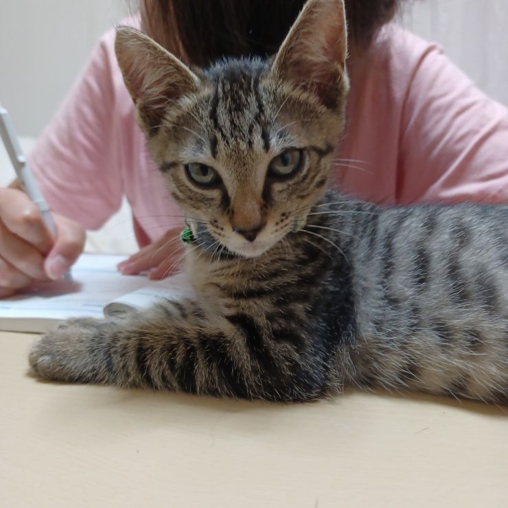 お姉ちゃんお勉強中。なにか？