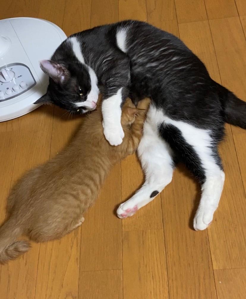 うちの猫（男の子）は子育て上手！