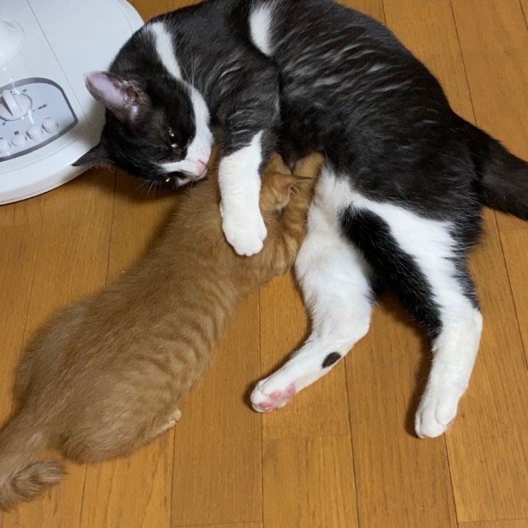 うちの猫（男の子）は子育て上手！