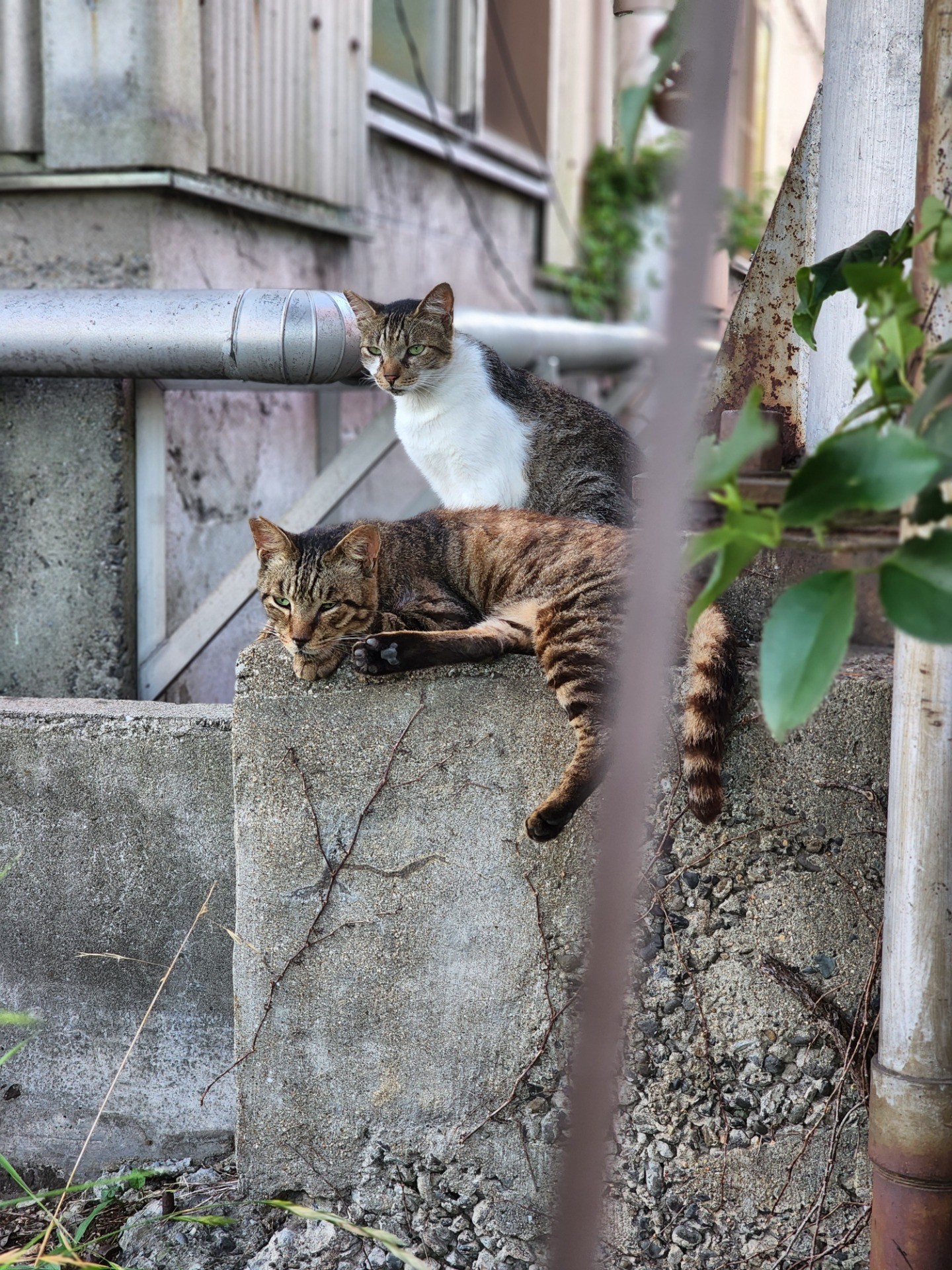 さくらねこたちの頑張り