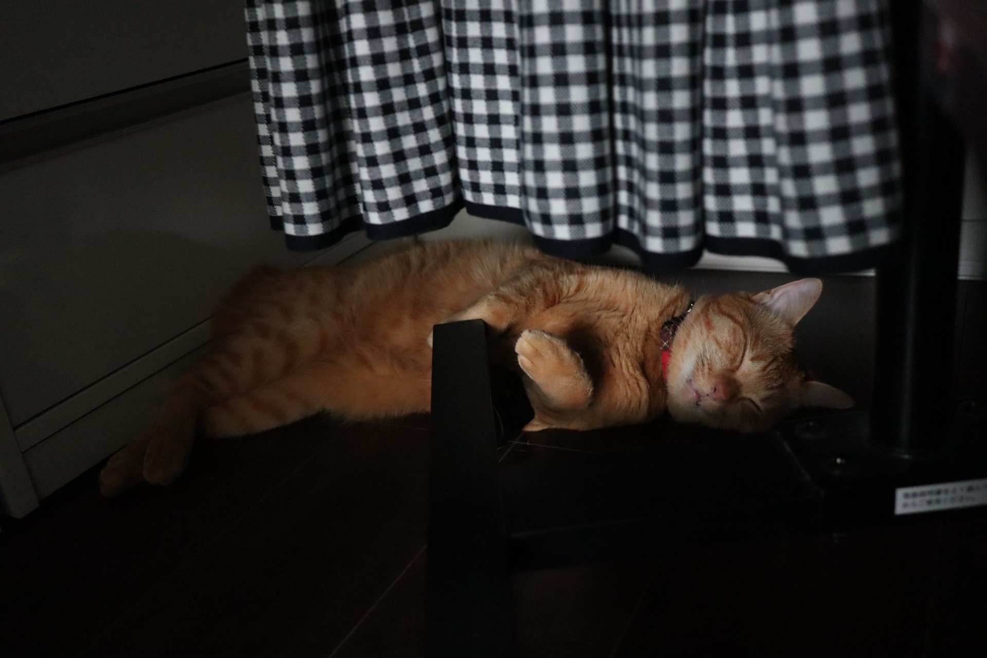 眠りの森のタイガ