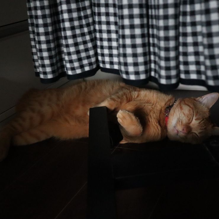 眠りの森のタイガ