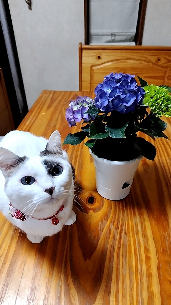 マリーと紫陽花✿