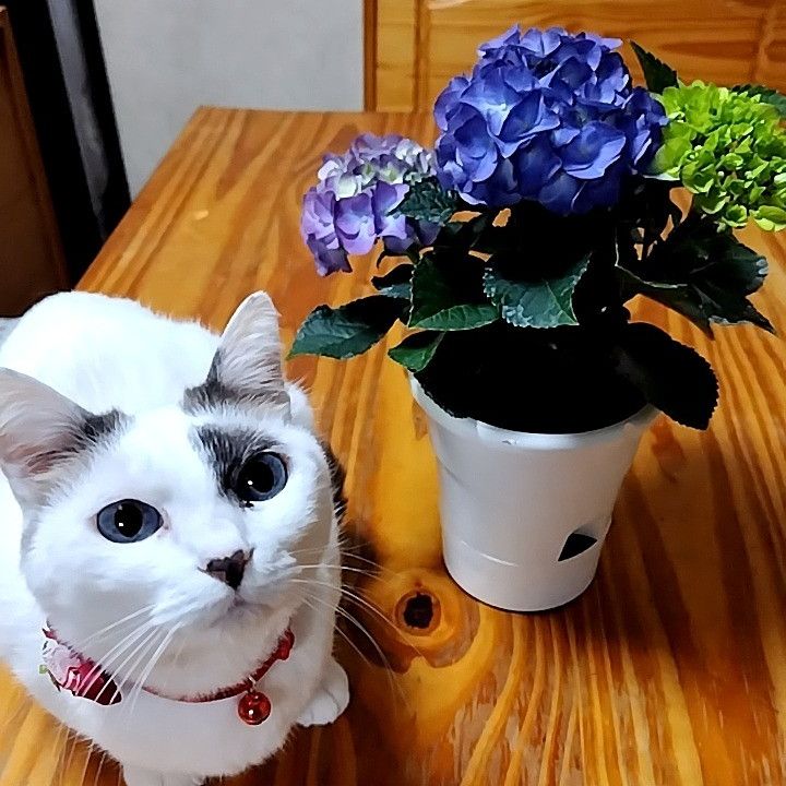マリーと紫陽花✿