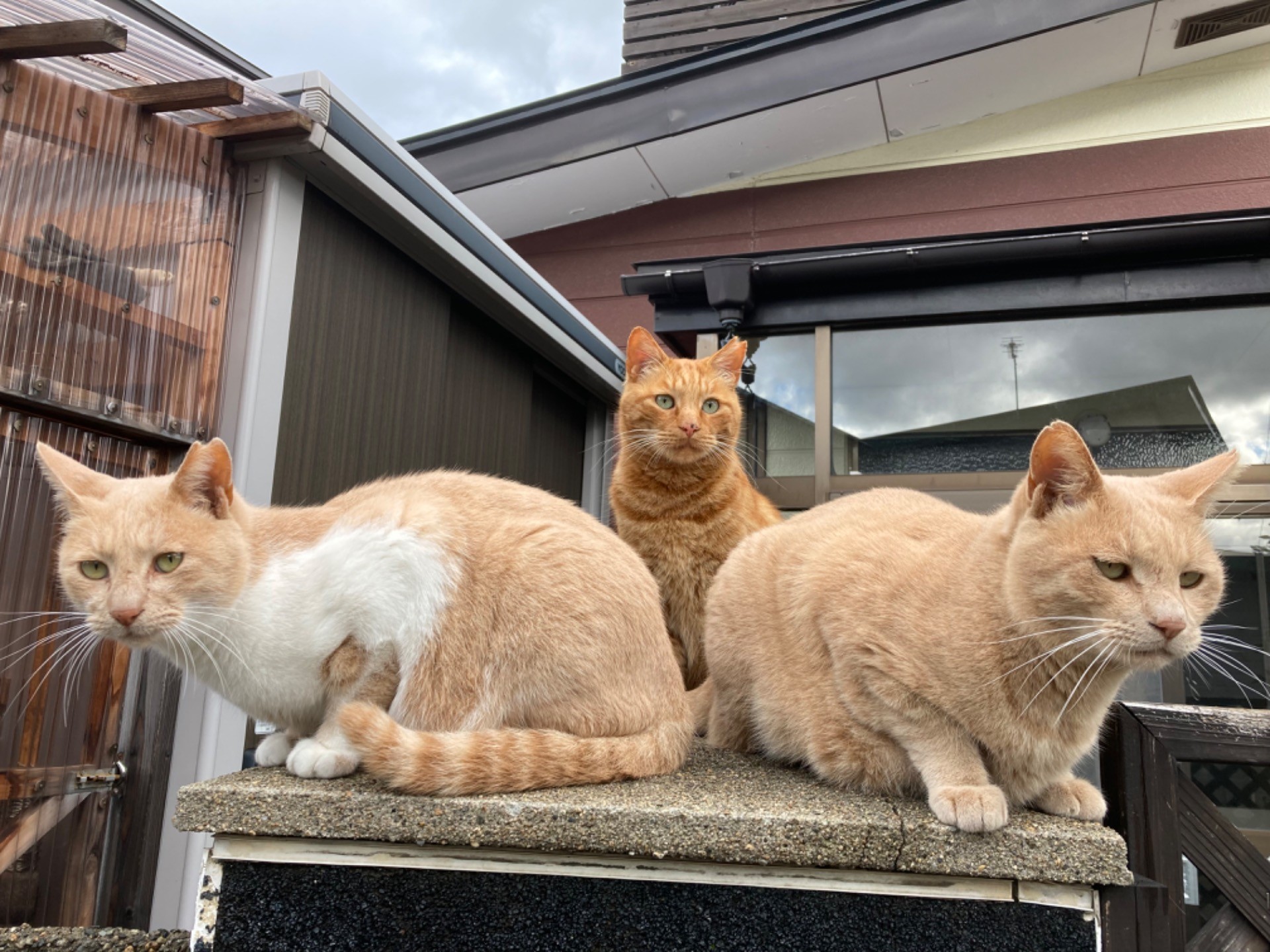 3ニャン衆！