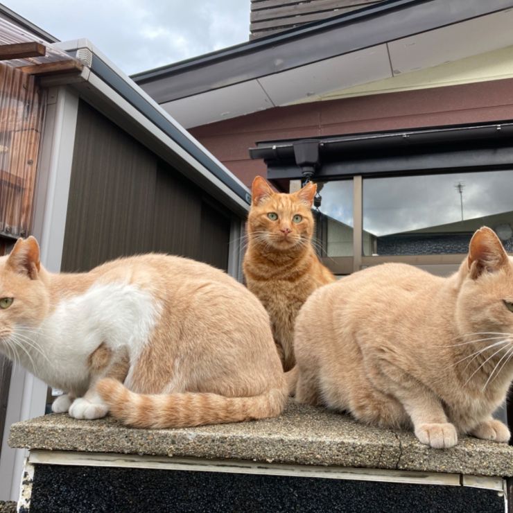 3ニャン衆！