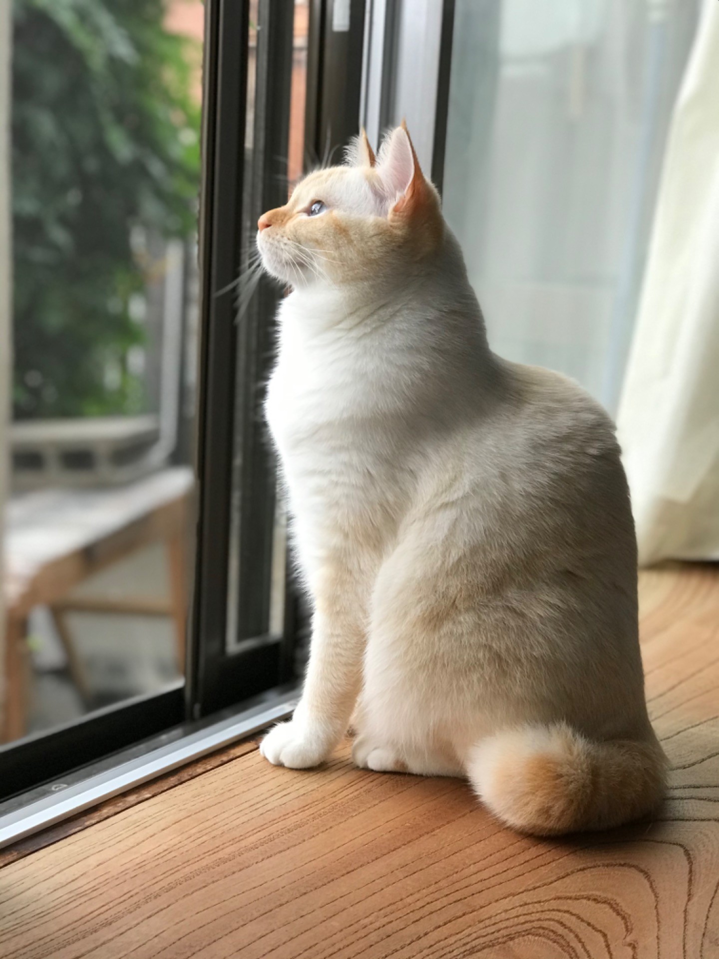 鳥さんだ！