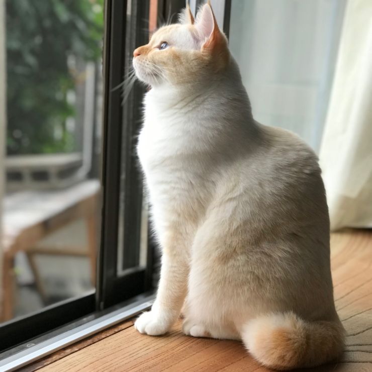 鳥さんだ！