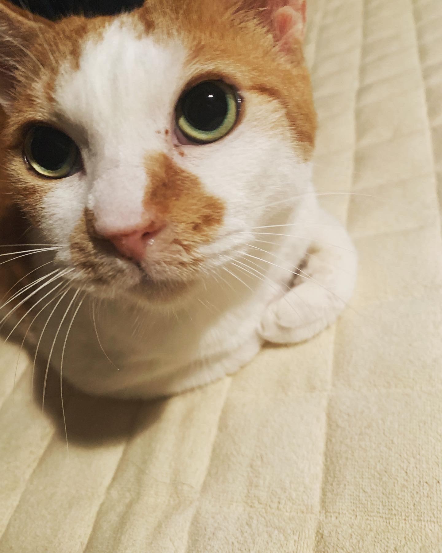 約束
