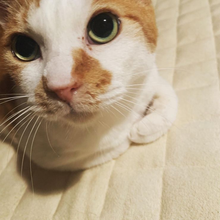 約束