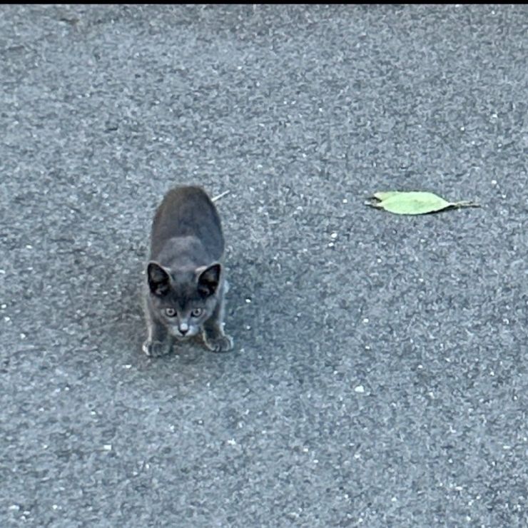 葉っぱのお金2枚、カリカリくだちゃい。