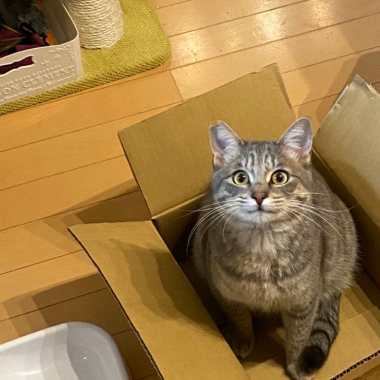 いのちつないだにゃんこ