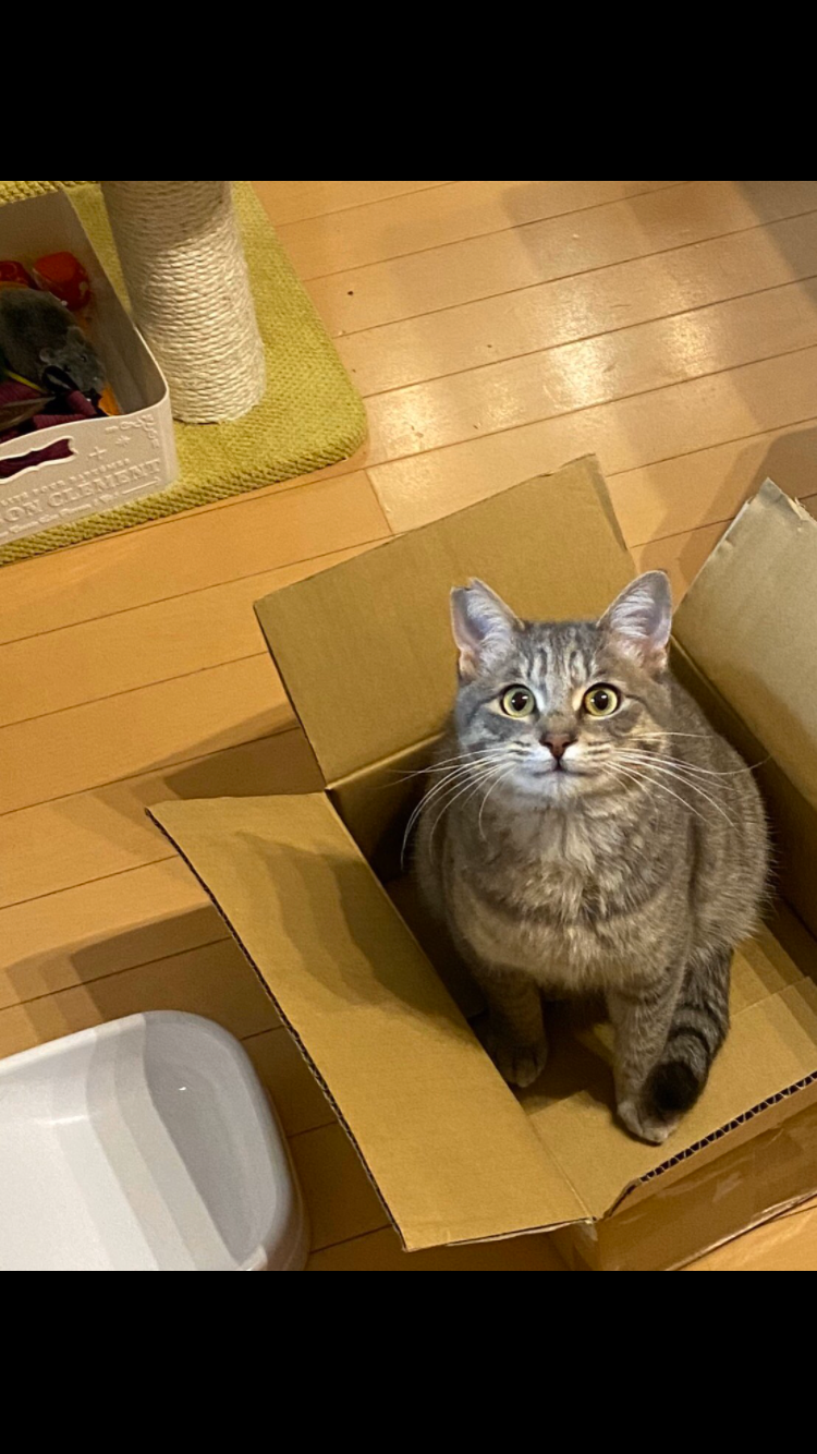 いのちつないだにゃんこ