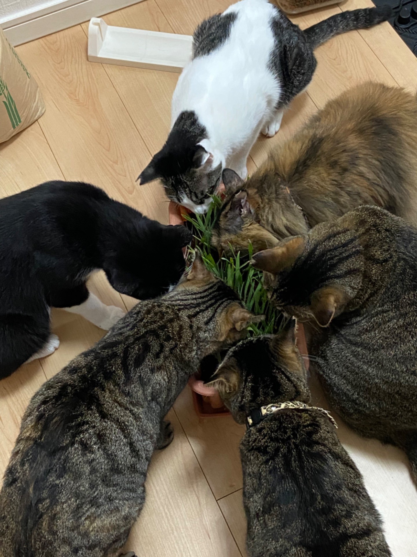 猫草