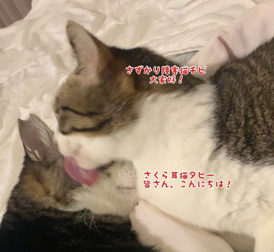 さくら耳タビー＆障害猫チビ