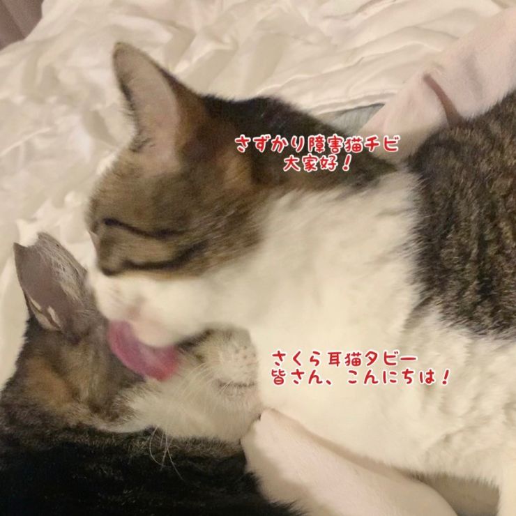 さくら耳タビー＆障害猫チビ