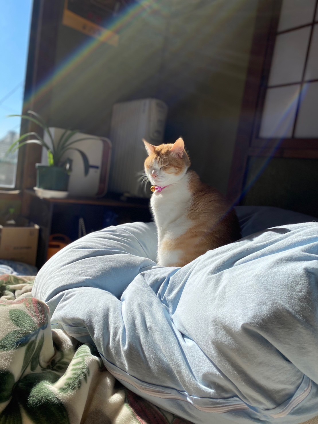 ぽっかぽっか