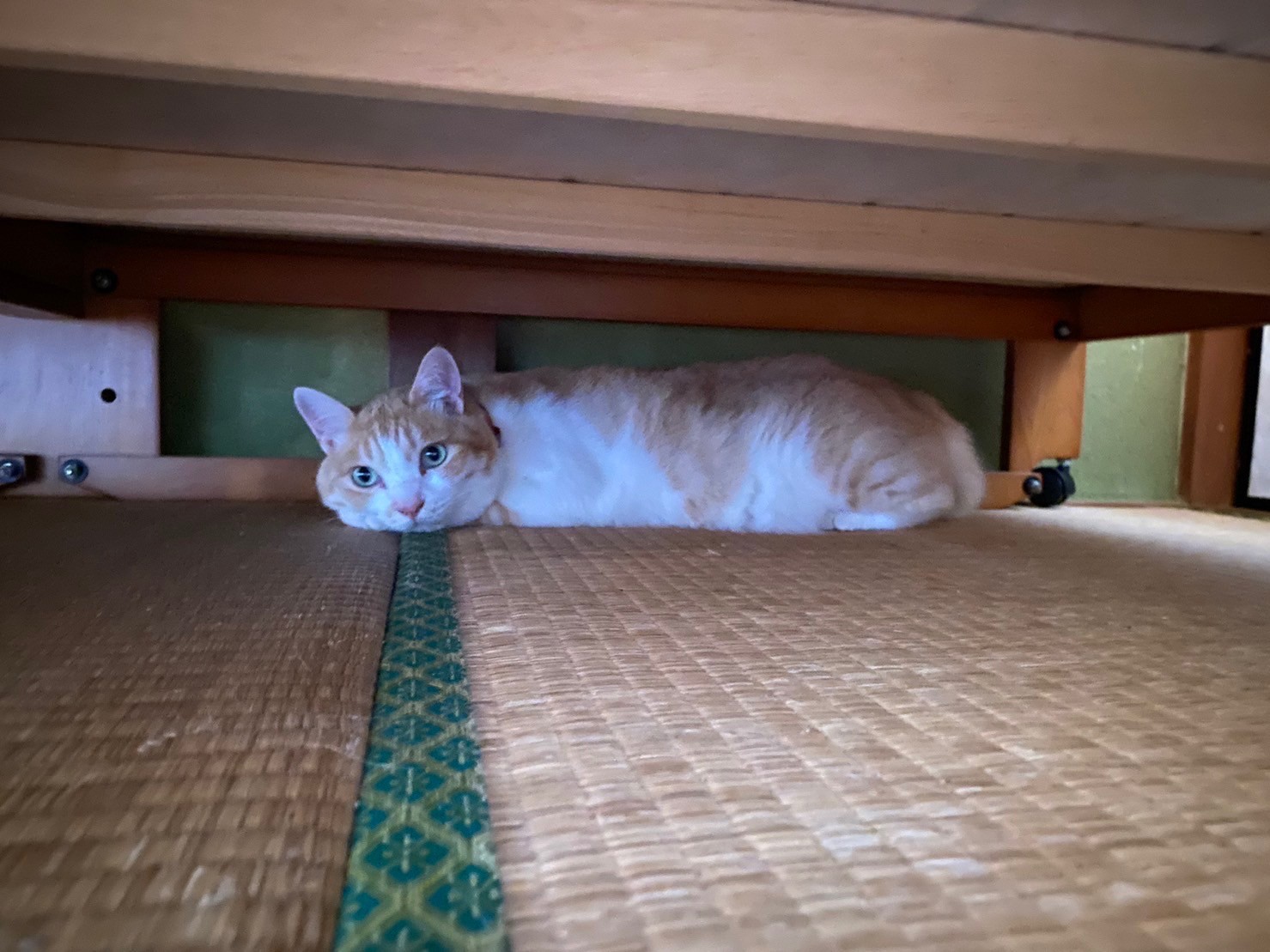 みつけた！