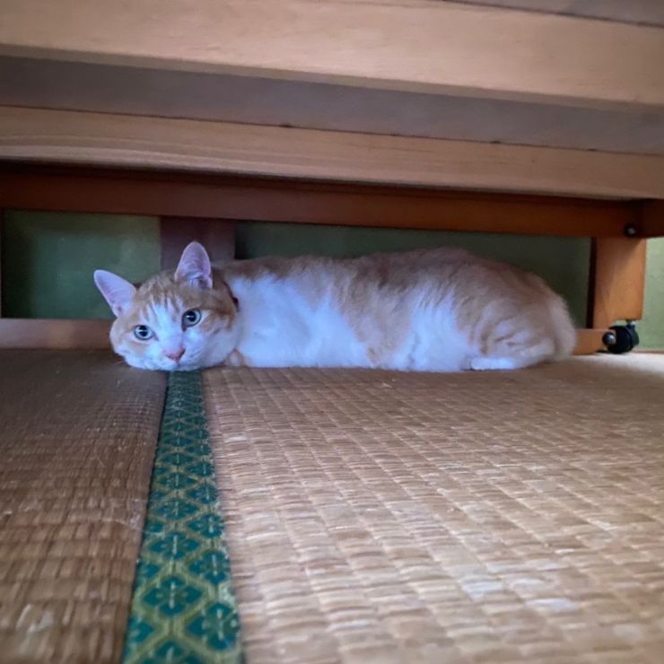 みつけた！