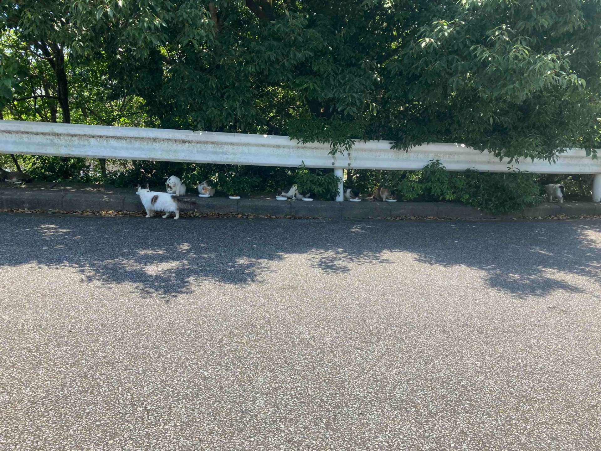 とある霊園のさくらねこ達