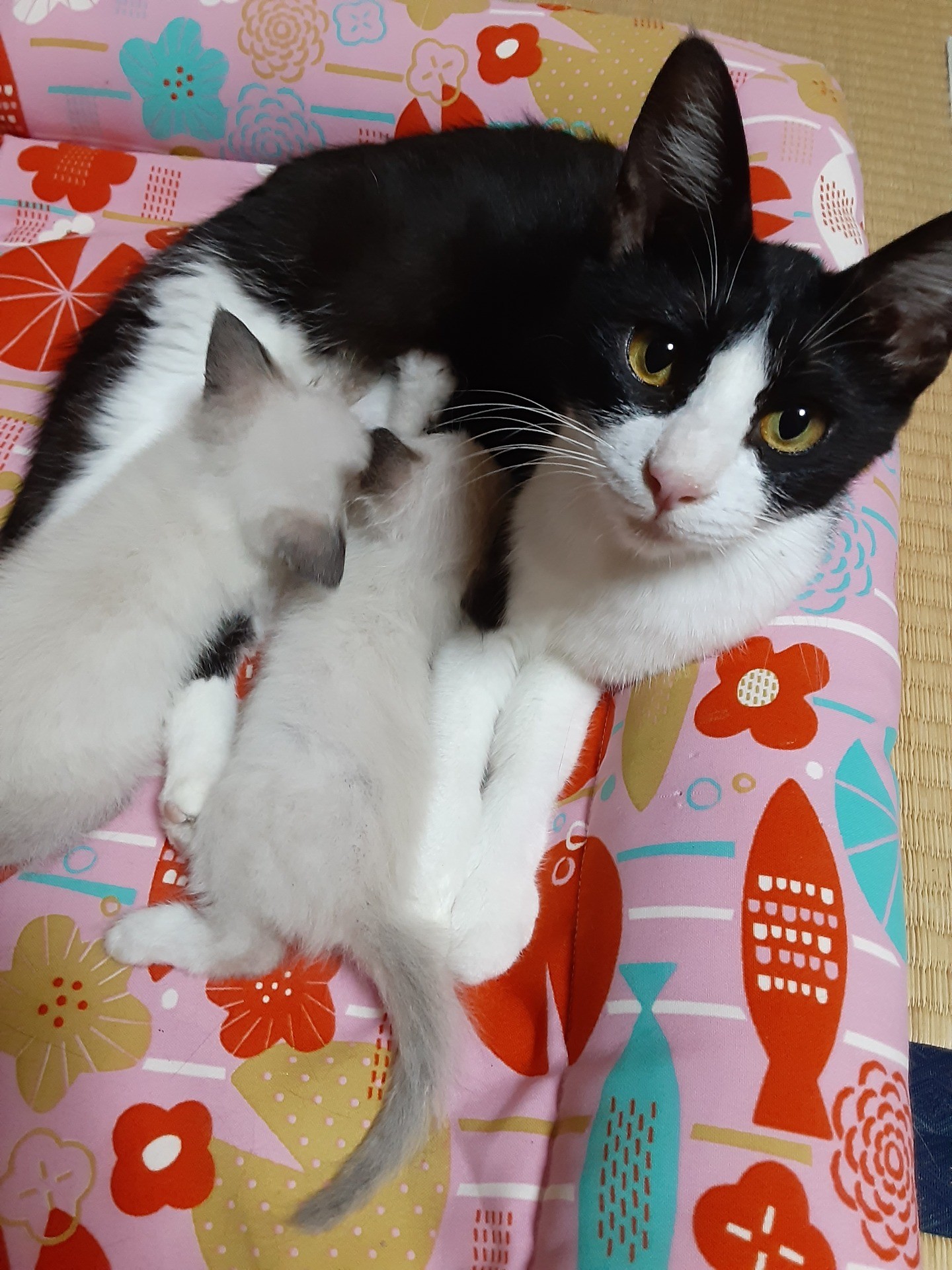 がんばれお母さん❗