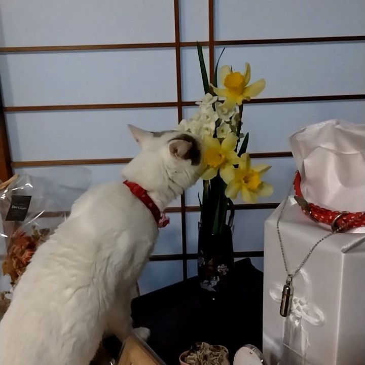 今までありがとう🍀そらちゃん