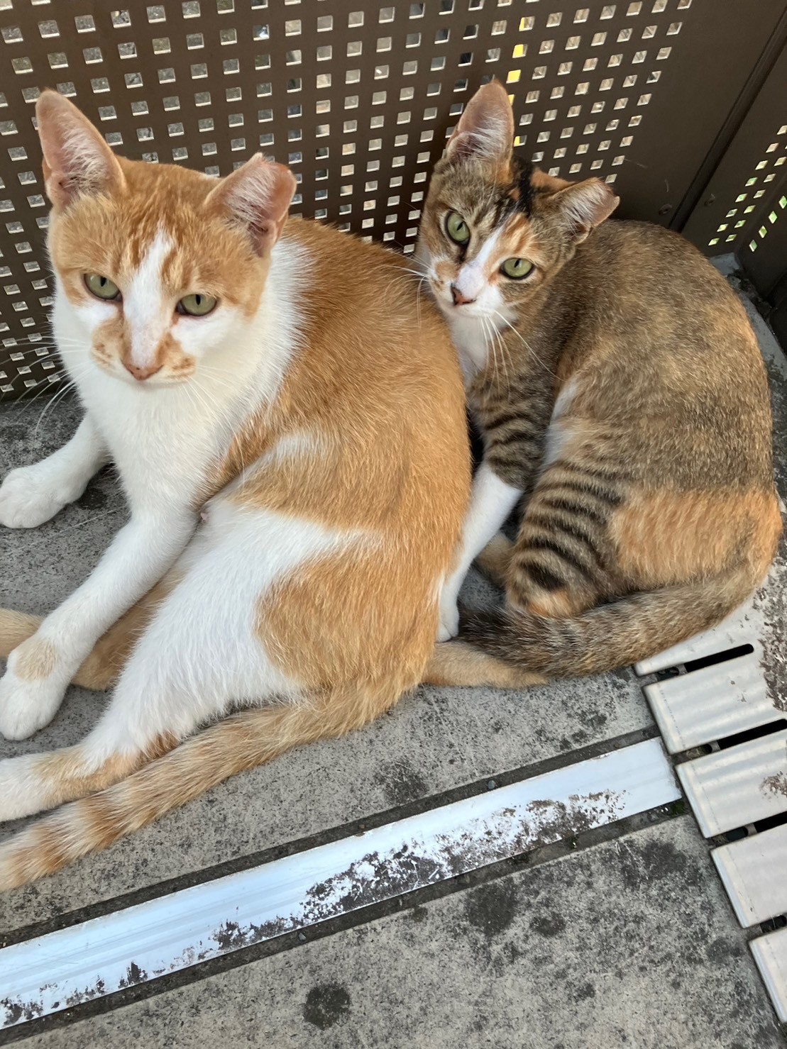 ゆとりねこ