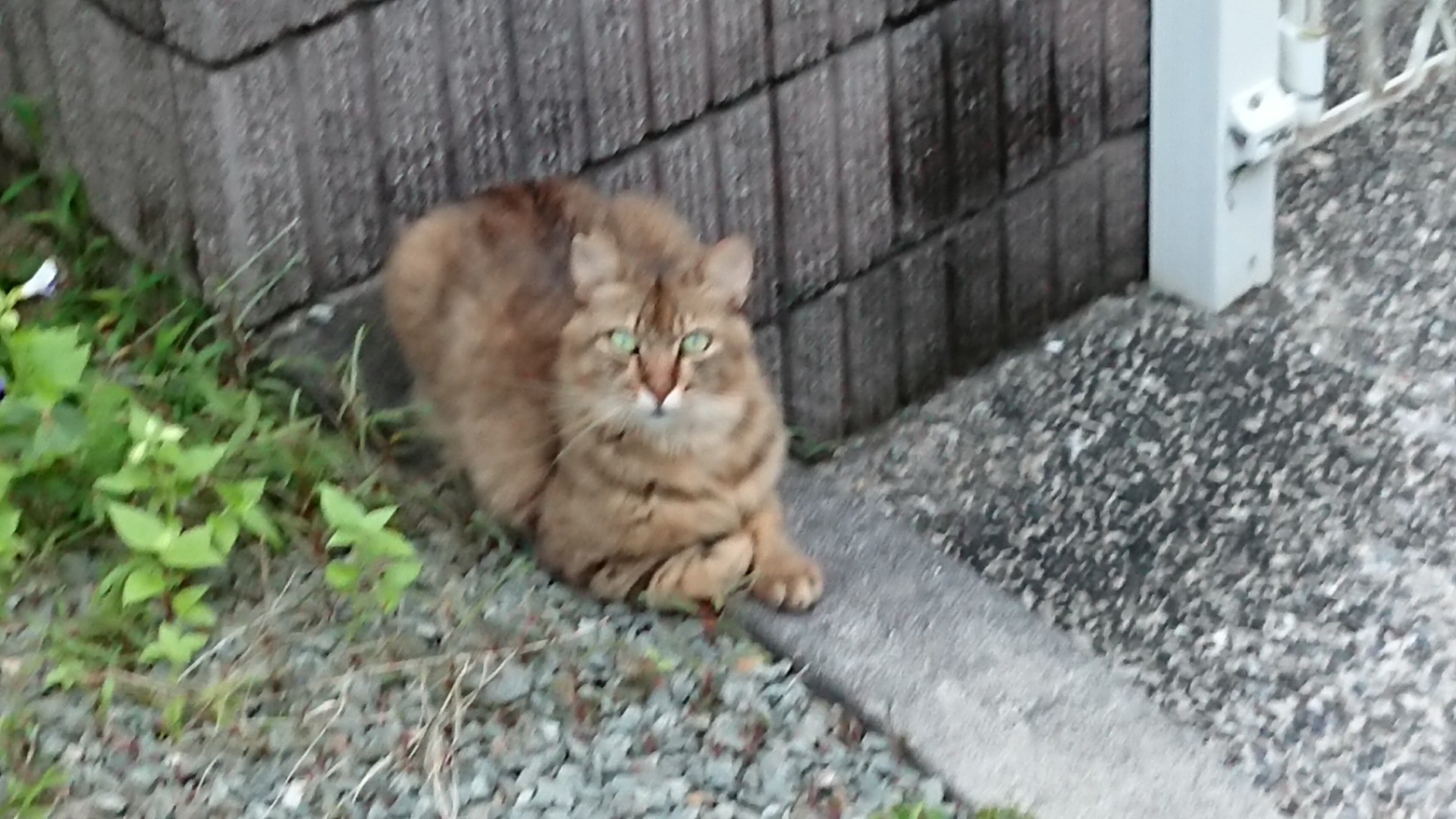 我輩は、さくらねこである🙆