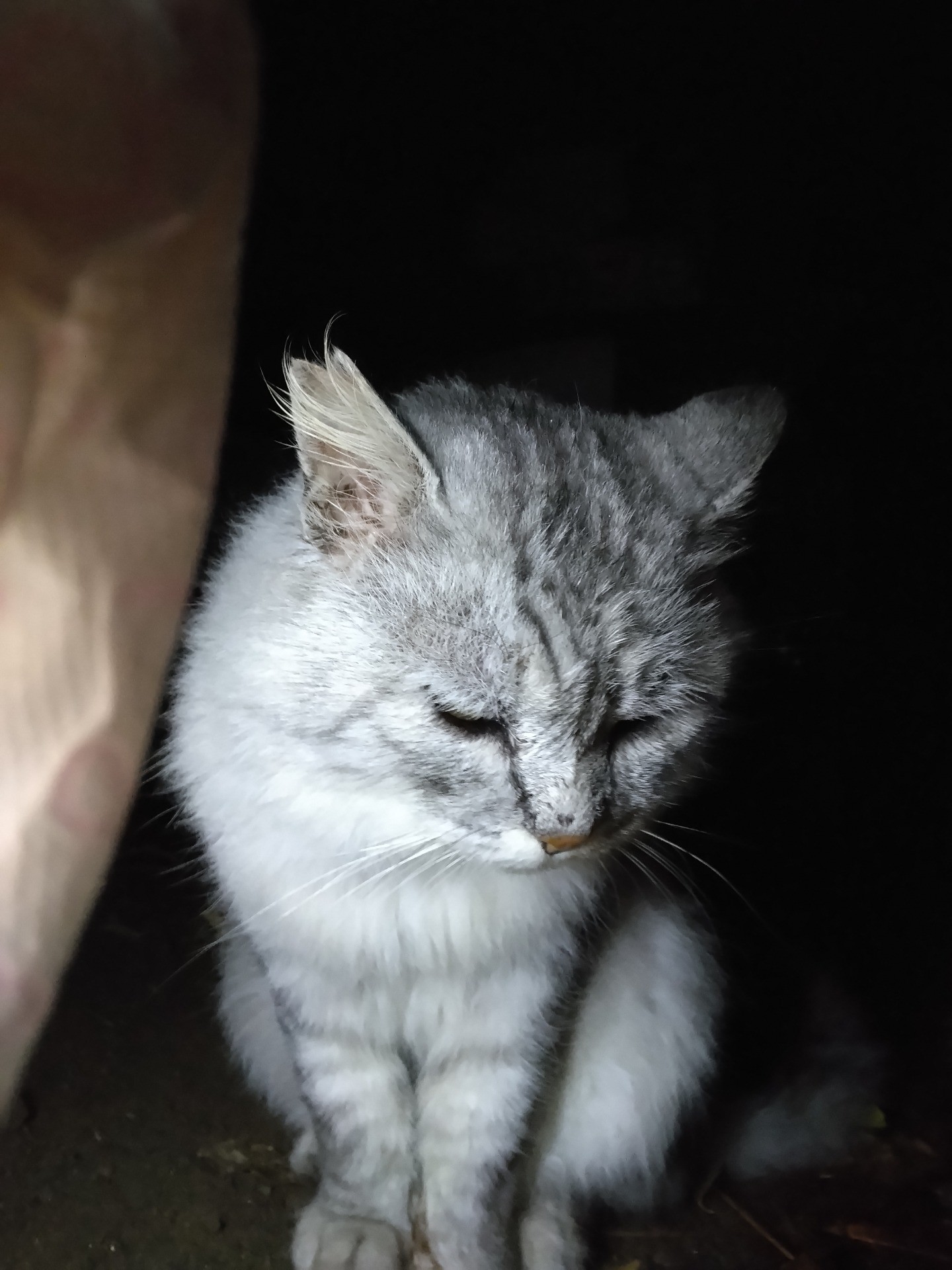 いのちつないだ！