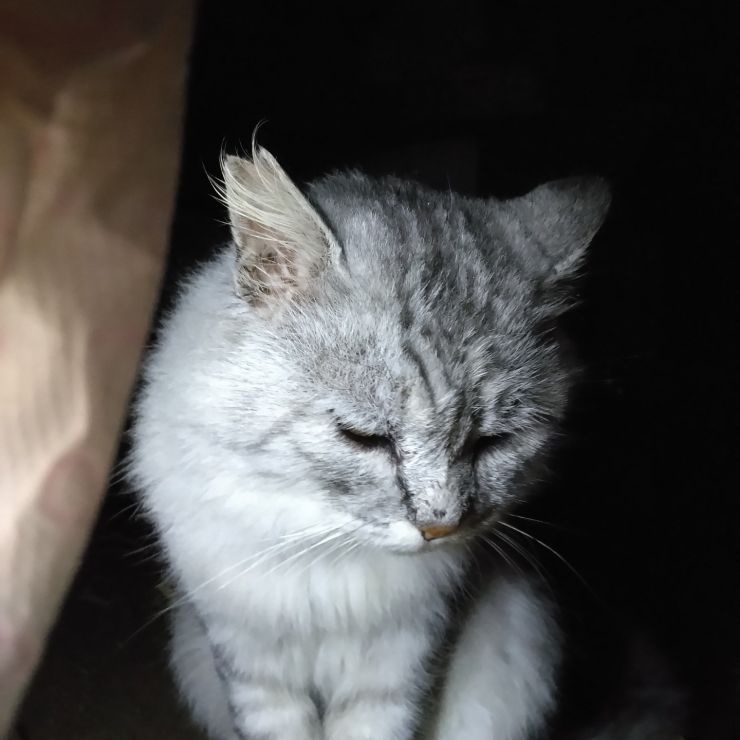 いのちつないだ！