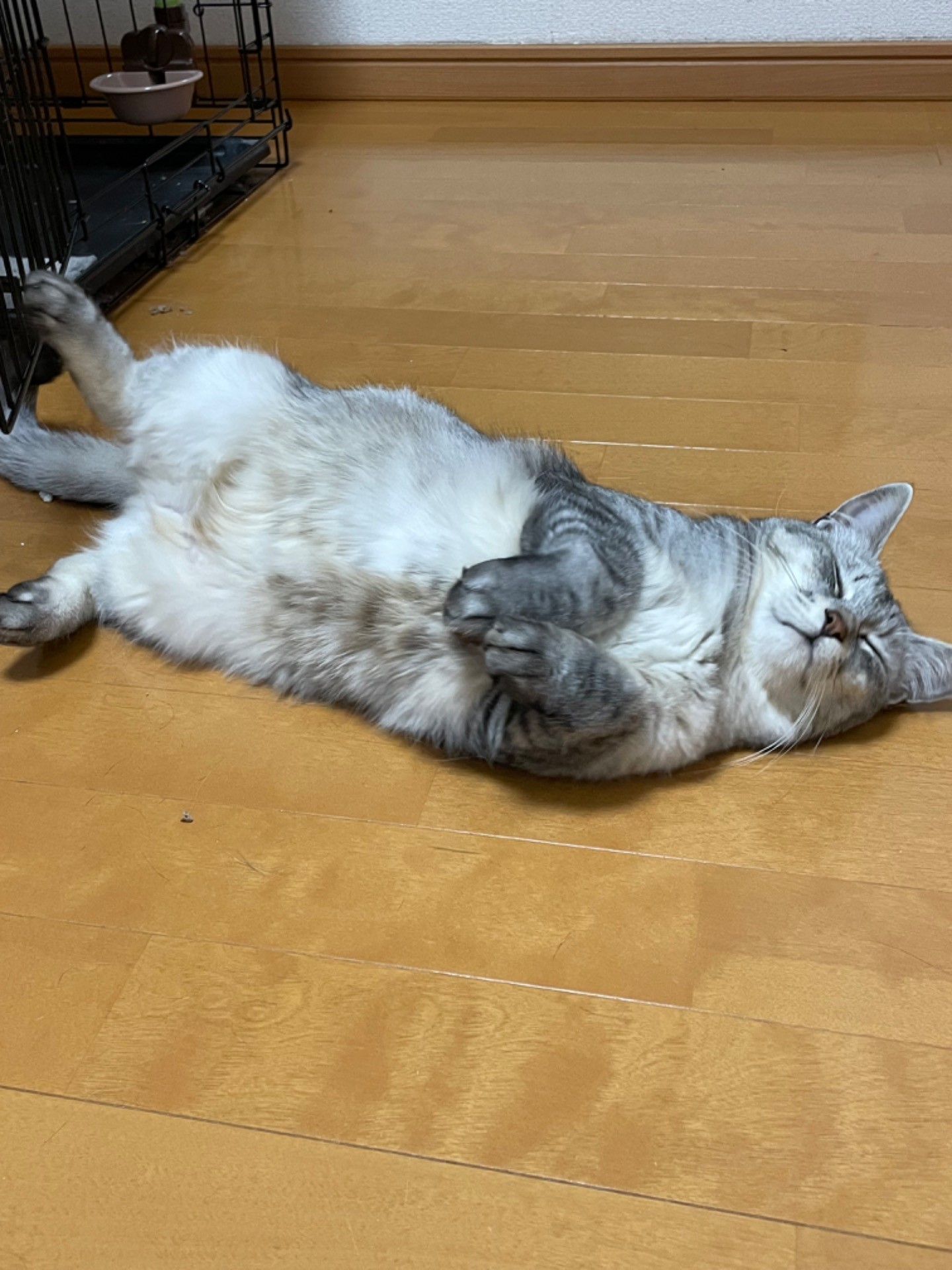 快適にゃ！