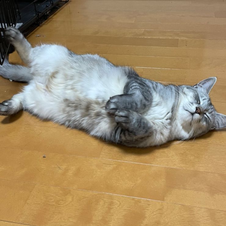 快適にゃ！