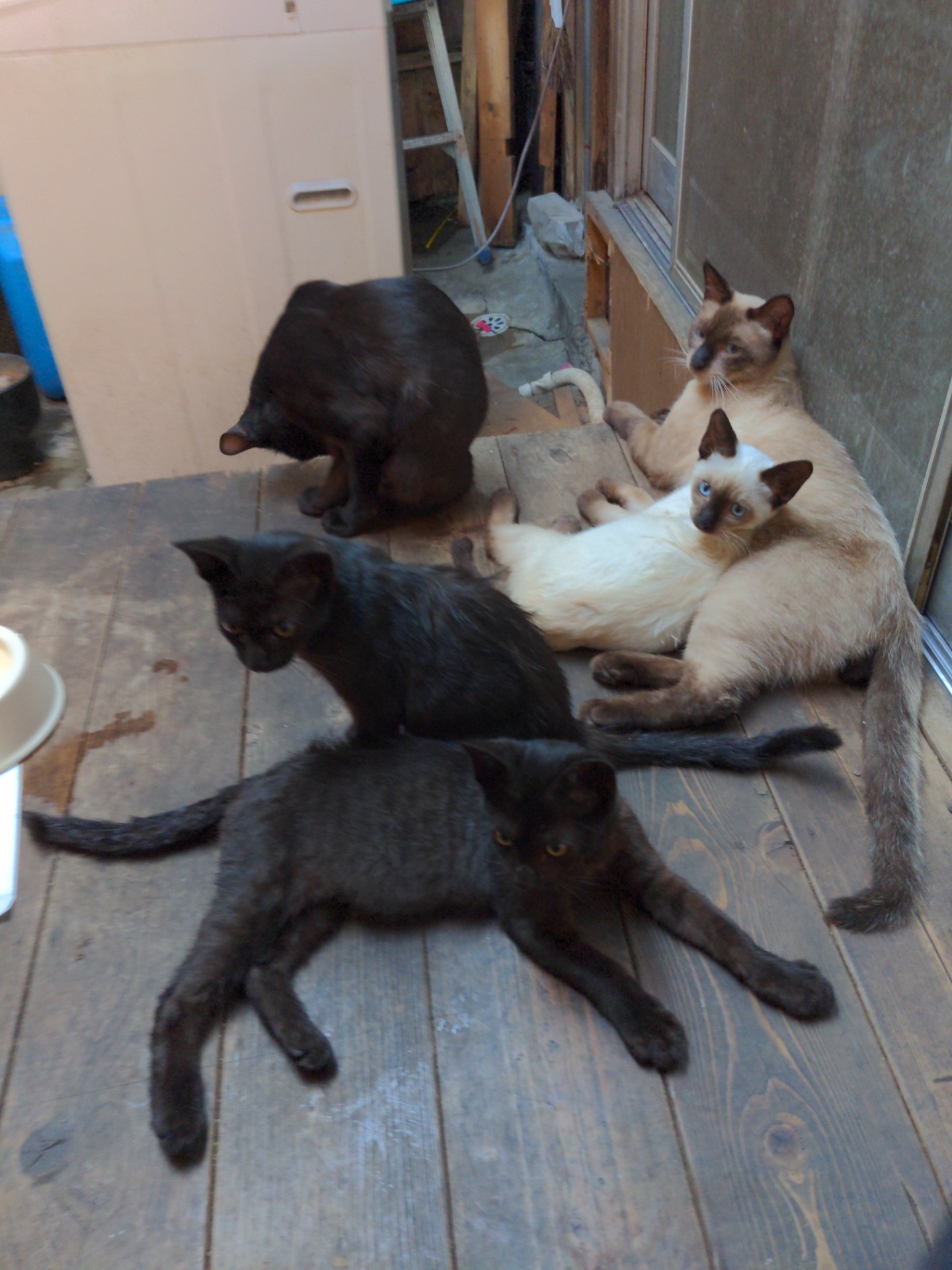 可愛い仔猫